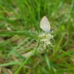 Bog Copper thumbnail 3