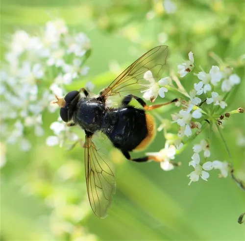 Orange-tailed Wood Fly