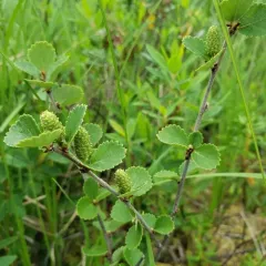 swamp birch thumbnail 4
