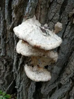 Vanderbylia robiniophila thumbnail 4