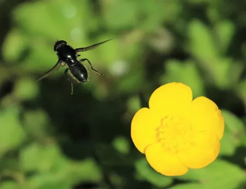Buttercup Blacklet