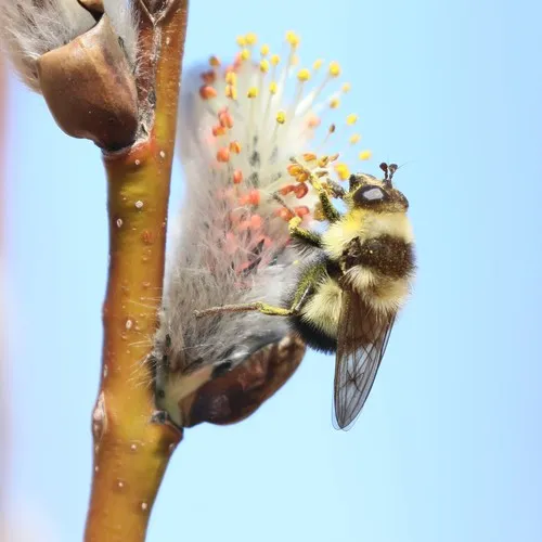 Bare-cheeked Bumble Fly