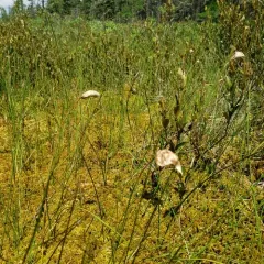 russet cottongrass thumbnail 4