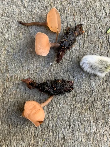 Ciboria amentacea