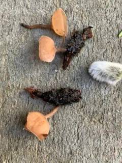 Ciboria amentacea thumbnail 1
