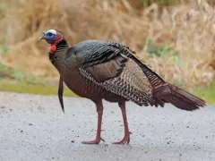 Wild Turkey thumbnail 1