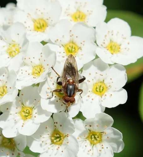 Black-bristled Logsitter