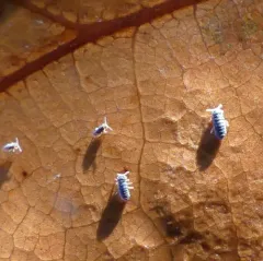 Water Springtail thumbnail 3