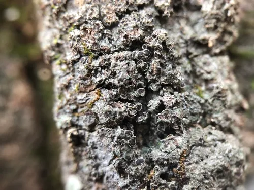 Scaly Pepper-spore Lichen