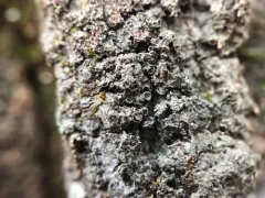 Scaly Pepper-spore Lichen thumbnail 1