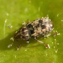 Smut Fungus Weevil thumbnail 2