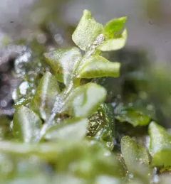 Square-leaved Crestwort thumbnail 3