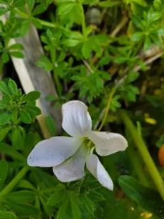 Pale pink-sorrel thumbnail 1
