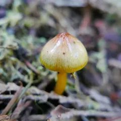 Parrot Mushroom thumbnail 2