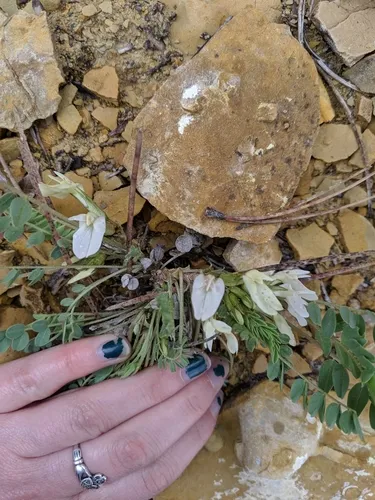 Great Bladdery Milkvetch