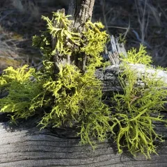 wolf lichen thumbnail 3