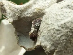 Barrens Moth thumbnail 3