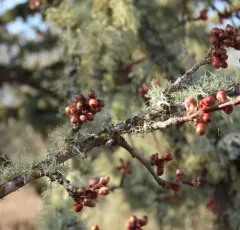 Cherry-plum thumbnail 1