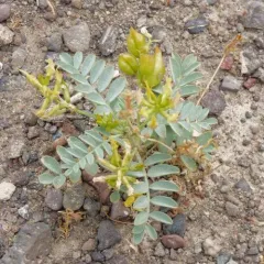 Freckled Milkvetch thumbnail 2