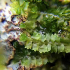 Bearded Pawwort thumbnail 3