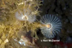 Pseudopotamilla occelata thumbnail 3