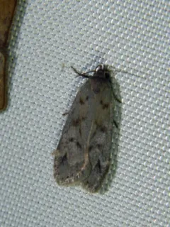 Dark-headed Aspen Leafroller Moth thumbnail 1