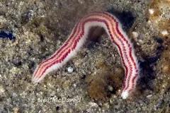 Paranaitis polynoides thumbnail 4