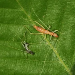 Two-spotted Tree Cricket thumbnail 3