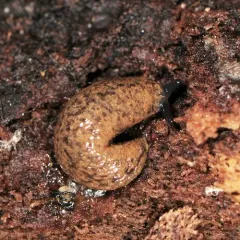 Foster Mantleslug thumbnail 4