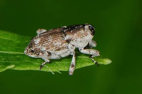 Cylindrocopturus longulus