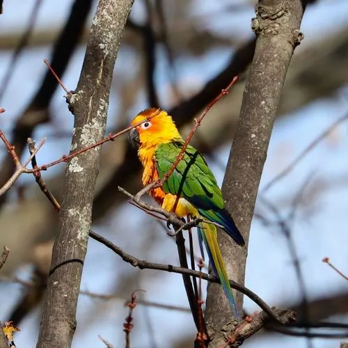 Sun Parakeet
