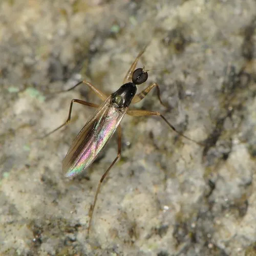 Tachypeza humeralis