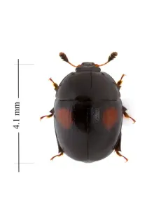 Cyllodes biplagiatus thumbnail 3