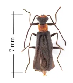 Dichelotarsus punctatus thumbnail 2