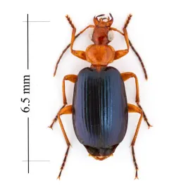 Lebia atriventris thumbnail 2
