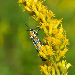 Ailanthus Webworm Moth thumbnail 3