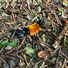 Spotted Tussock Moth thumbnail 3
