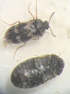 Stockholm beetle thumbnail 3
