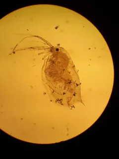 Ophryoxus gracilis thumbnail 2