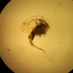 Camptocercus rotundus thumbnail 4