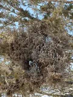 Juniper Broom Rust thumbnail 4