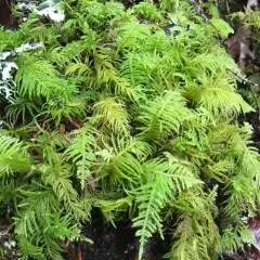 Oregon Beaked Moss thumbnail 3