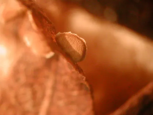 Angioridium sinuosum
