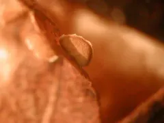 Angioridium sinuosum thumbnail 1