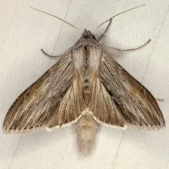 Shark Moth thumbnail 3