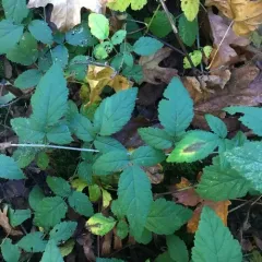 trailing blackberry thumbnail 4