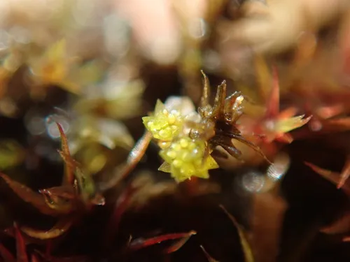 Barnes' Bryum
