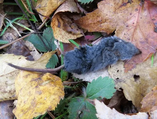Eastern Water Shrew