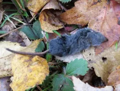 Eastern Water Shrew thumbnail 1