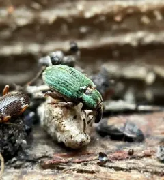 Black-beaked green weevil thumbnail 2